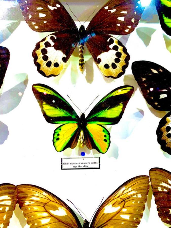 Villa Butterfly Budapest Eksteriør bilde